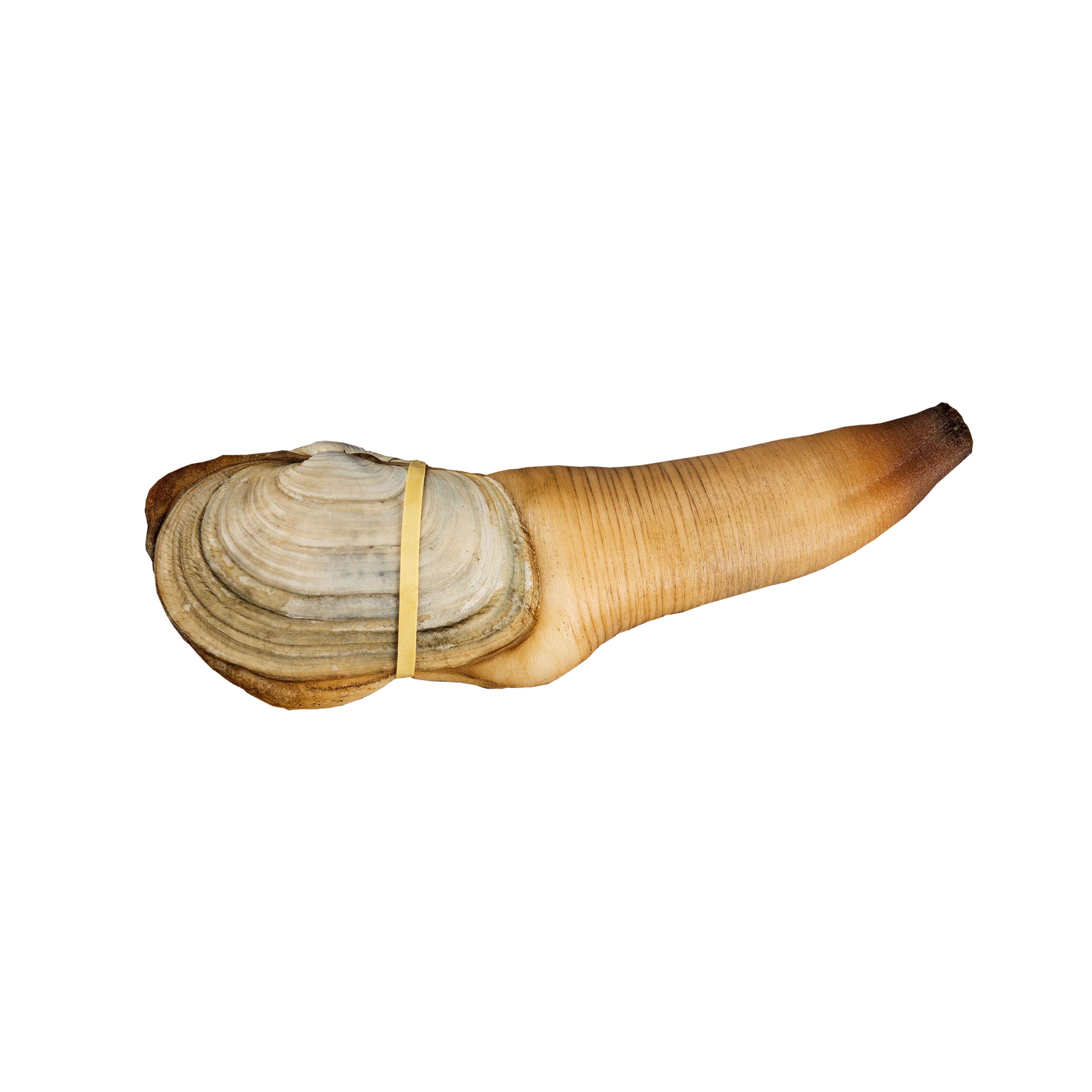 Goeduckl Live Geoduck Clam – Neptune Seafood